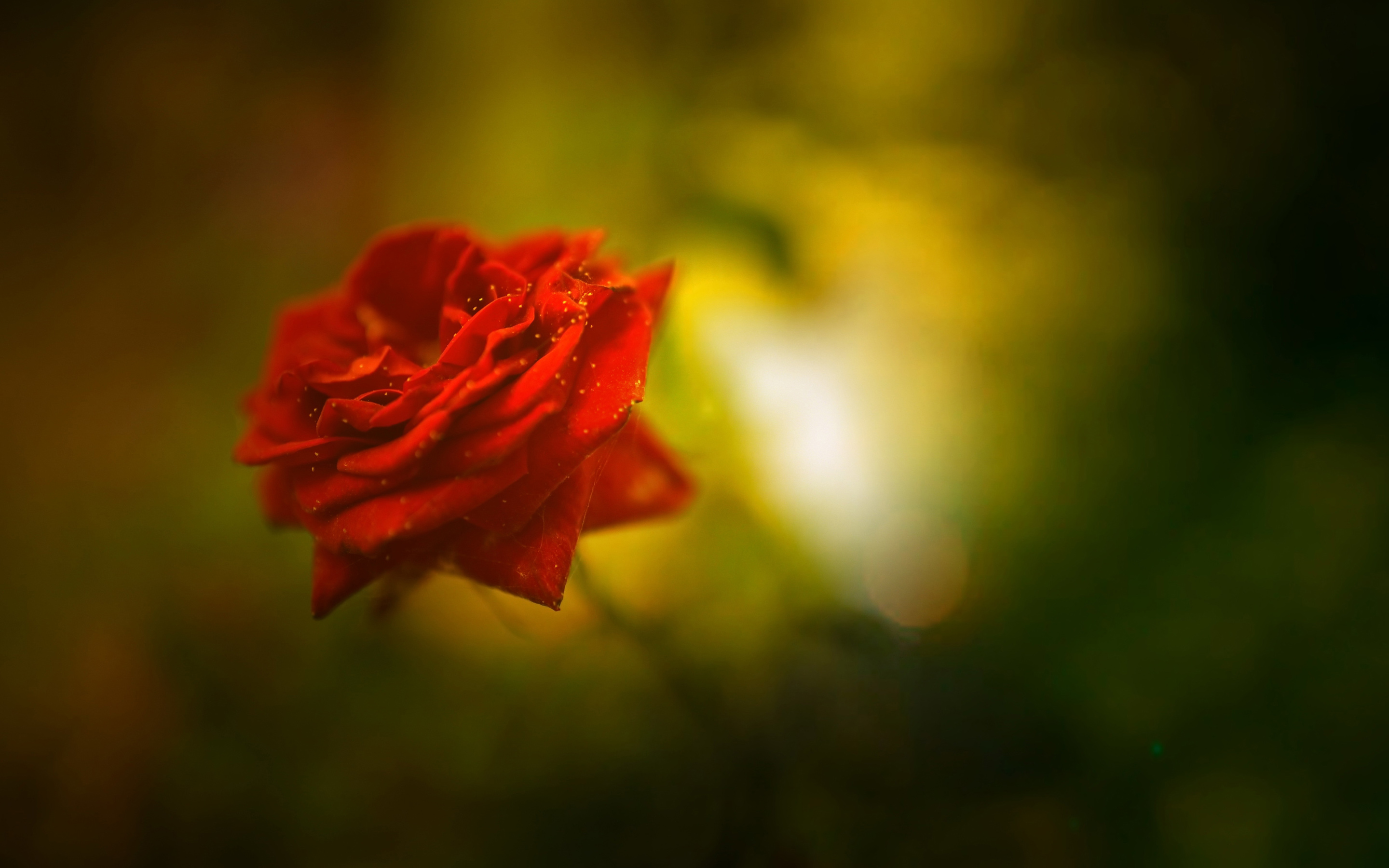 Beautiful Rose 4K8741912306 - Beautiful Rose 4K - Xperia, Rose, Beautiful